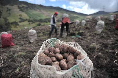 ¿Por qué las papas no se deben guardar en la nevera?