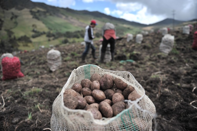 ¿Por qué las papas no se deben guardar en la nevera?