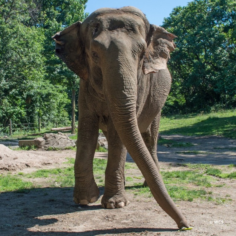 Adiós a Happy: falleció la elefanta que protagonizó un histórico debate jurídico en EE. UU.