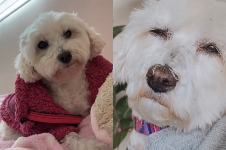 “Mi último día en la tierra”: así fue la triste despedida de una familia a su perrita