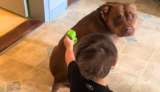 Niño con autismo conecta con su perra por primera vez: el momento quedó en video
