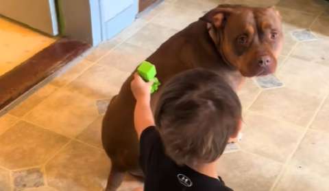 Niño con autismo conecta con su perra por primera vez: el momento quedó en video