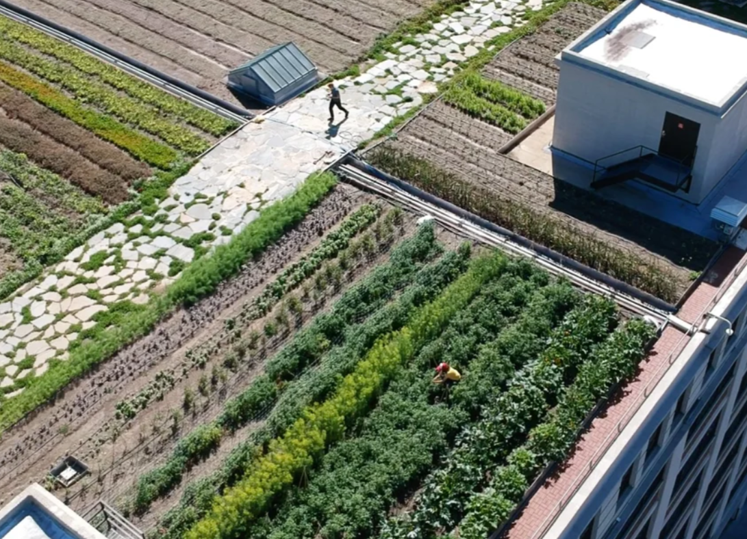 Brooklyn Grange es una granja urbana en azoteas que transforma Nueva York en un espacio para cultivar y convivir con la naturaleza.
