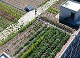 La huerta urbana más grande de Estados Unidos que crece sobre los techos de NY