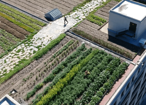 La huerta urbana más grande de Estados Unidos que crece sobre los techos de NY