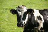 ¿Por qué una vaca brama por la noche?