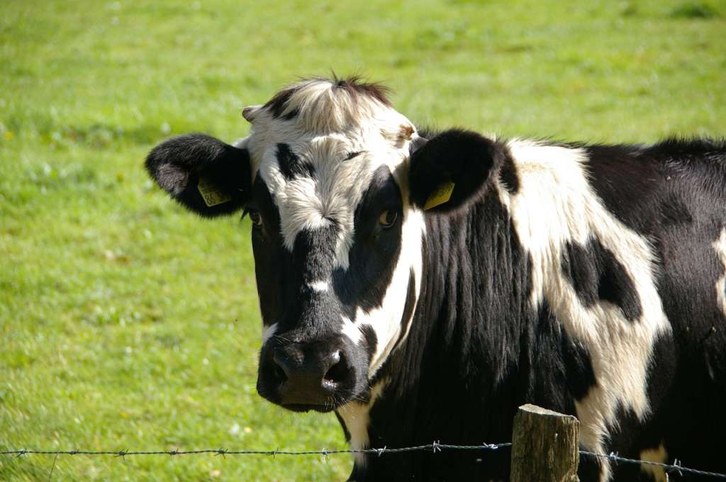 ¿Cuántas crías puede tener una vaca en un año?