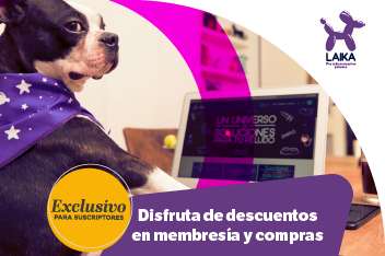 Perros y gatos: El universo en accesorios y productos de Laika y El Espectador