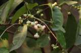 Pomarrosa: el árbol frutal que hará que su patio huela bien