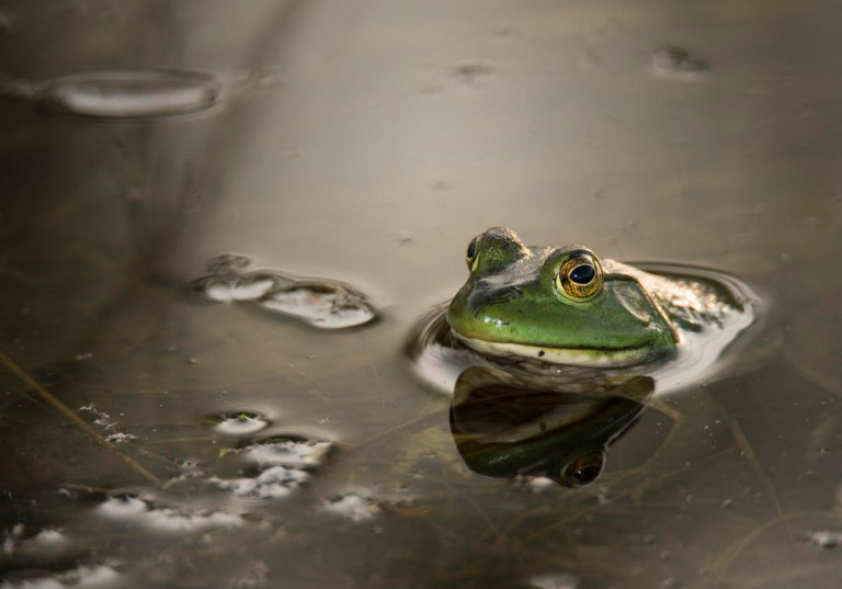 ¿Por qué las especies invasoras amenazan la biodiversidad?