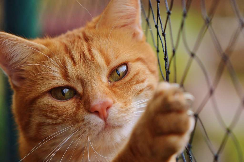 Conjuntivitis en gatos: cuánto dura, cómo curarla y qué tan peligrosa es