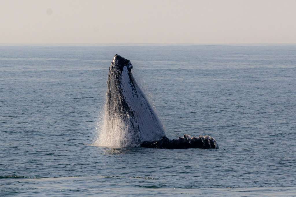 AME9614. RÍO DE JANEIRO (BRASIL), 05/07/2024.- Una ballena jorobada salta frente a la costa este viernes, de Río de Janeiro (Brasil). Ha comenzado la temporada de avistamiento de ballenas para investigadores y turistas que participan en expediciones para acercarse a las ballenas jorobadas provenientes de la Antártida en busca de aguas cálidas para reproducirse y tener sus crías. EFE/ Antonio Lacerda