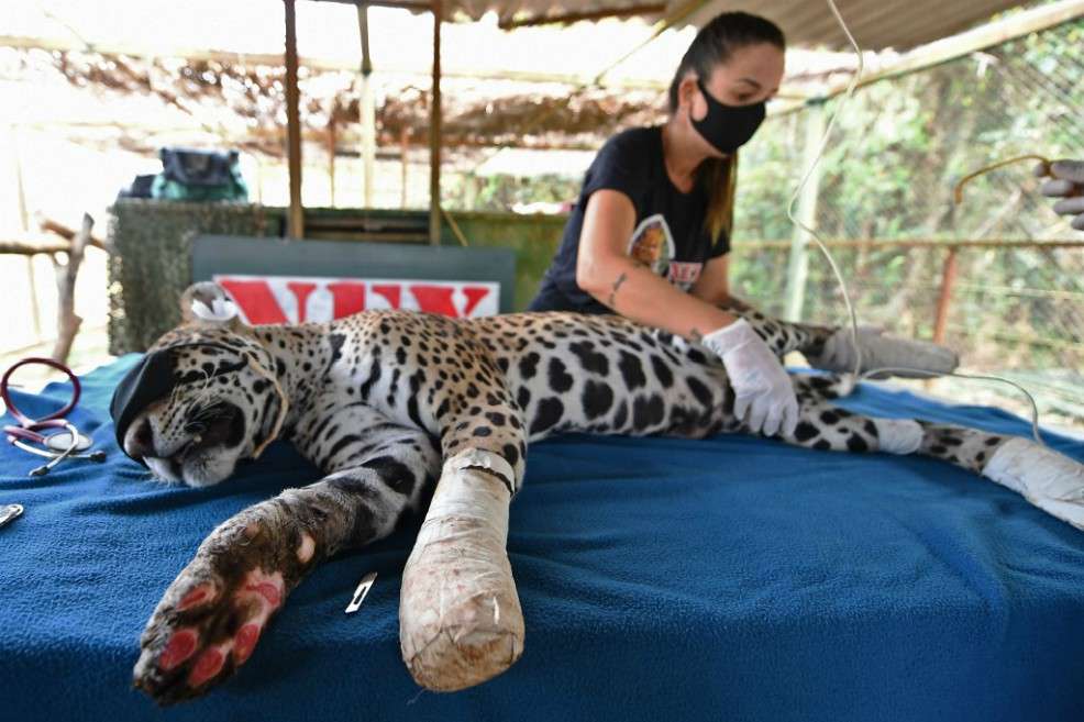 Amanaci es un jaguar hembra rescatado de los incendios que afetaron Pantanal, el mayor humedal del mundo, ubicado en Brasil.