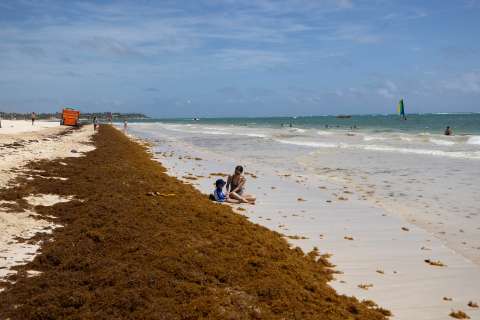 ¿Qué es el sargazo que apareció en San Andrés  y qué puede hacer?