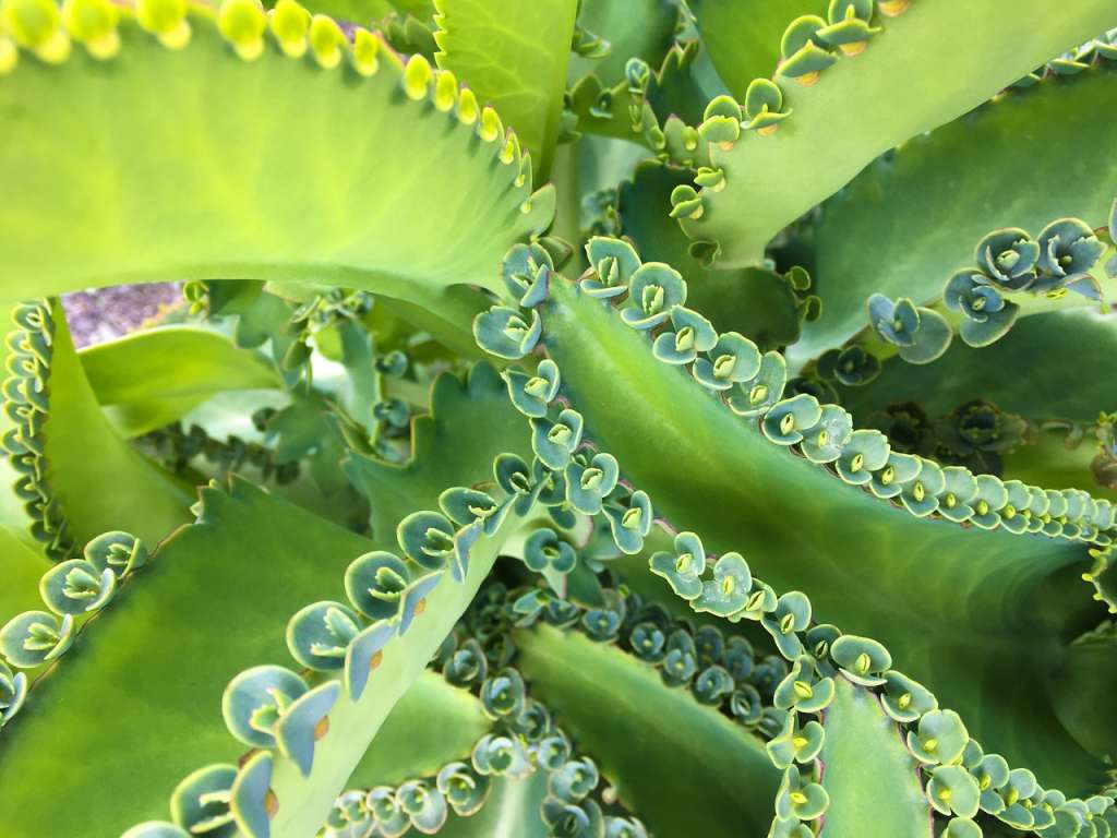 La kalanchoe daigremontiana, de la familia de las suculentas,  es una planta de cuidados fáciles