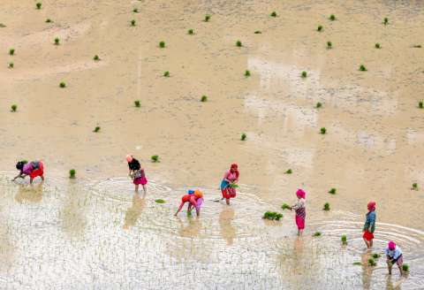 El arroz alimenta al mundo, pero también está agravando la crisis climática