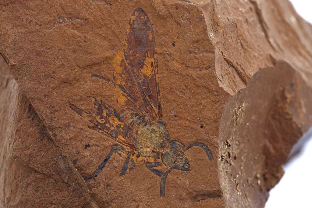 La nueva especie fue bautizada "Baladi warru" en honor a la lengua de los Wiradjuri, el grupo aborigen más numeroso de Nueva Gales del Sur.