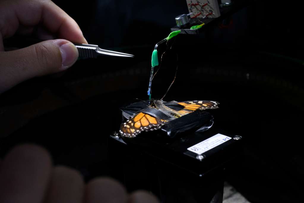 Robin Grob pone un electrodo dentro del cerebro de una mariposa.