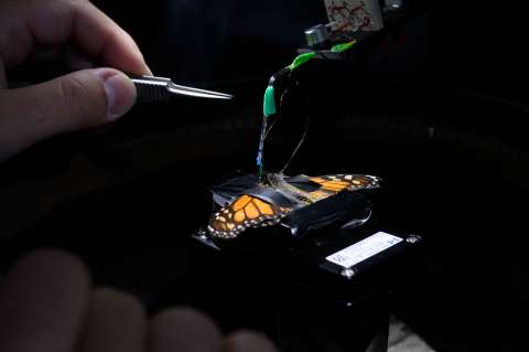 Estudiar el cerebro de una mariposa para resolver un misterio de los animales