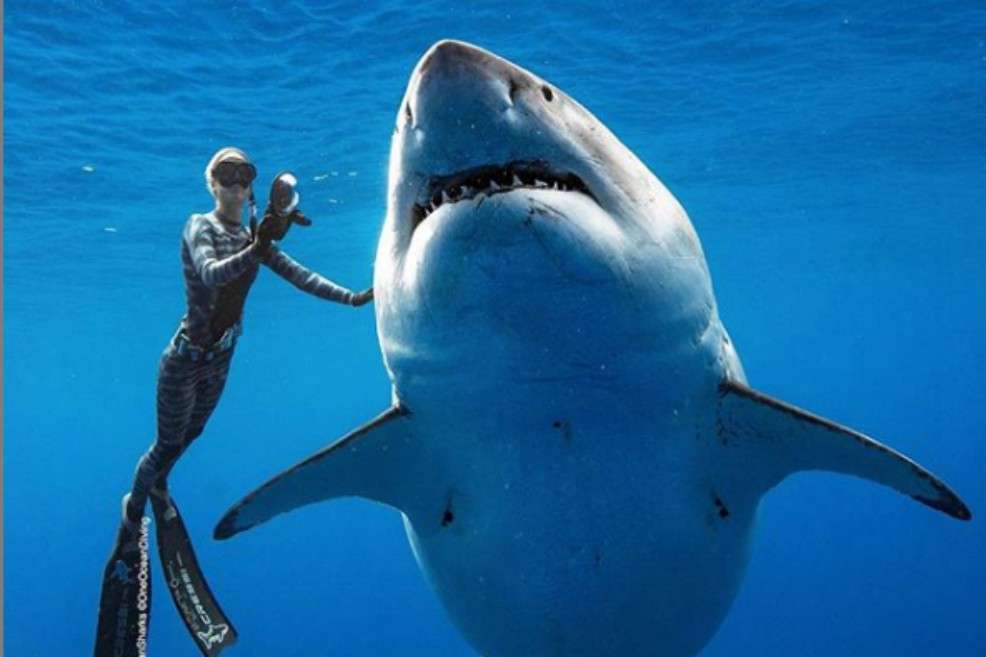La bióloga Ocean Ramsey junto al tiburón blanco.
/ oceanramsey