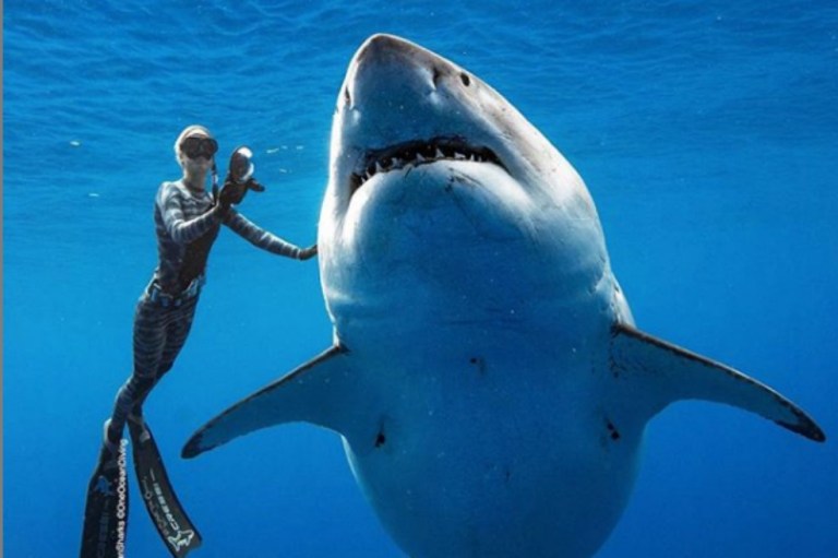 Buzos en Hawái se encuentran cara a cara con gigante tiburón blanco