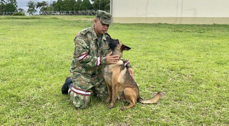 ¿Por qué no le pusieron GPS a Wilson? El perro que se perdió en el Guaviare