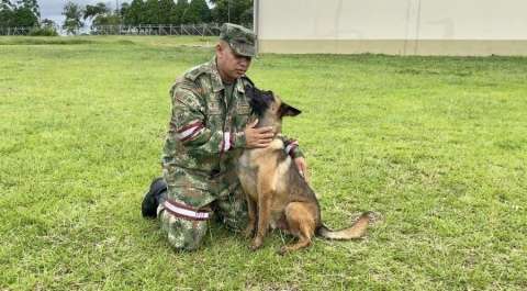 Perro Wilson sigue perdido en la selva y esperan encontrarlo con perras en celo