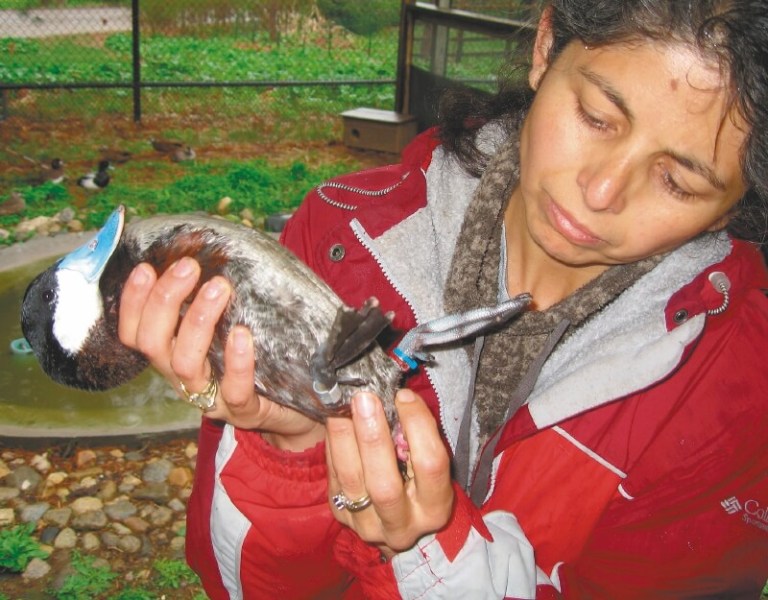 La científica que estudia la evolución de penes y vaginas en los patos