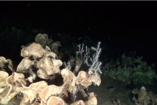Las esponjas de mar son animales acuáticos inmovibles.