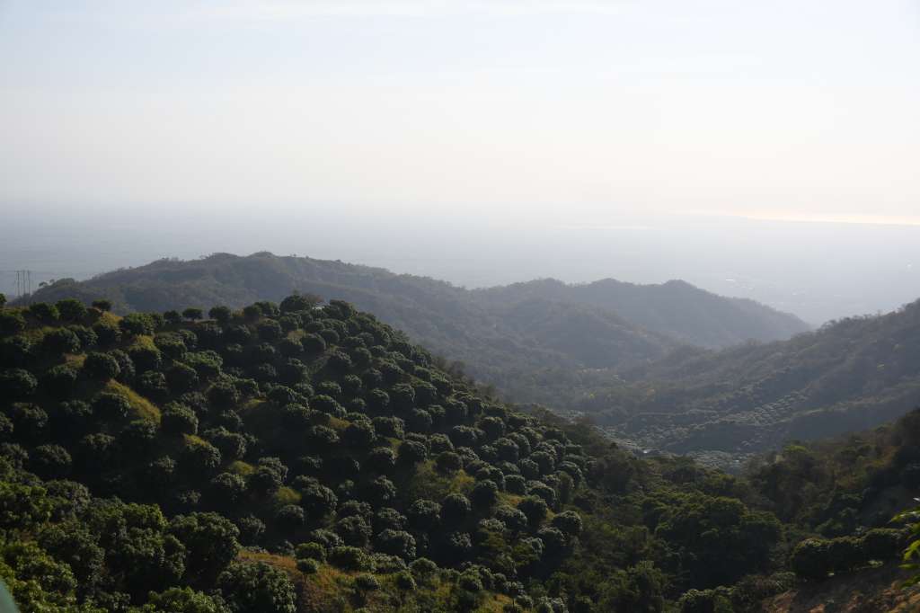 Cultivos de mango en la Sierra Nevada de Santa Marta.