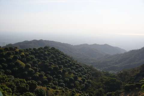 Las aves revelan que Colombia pierde más biodiversidad de la que hemos calculado