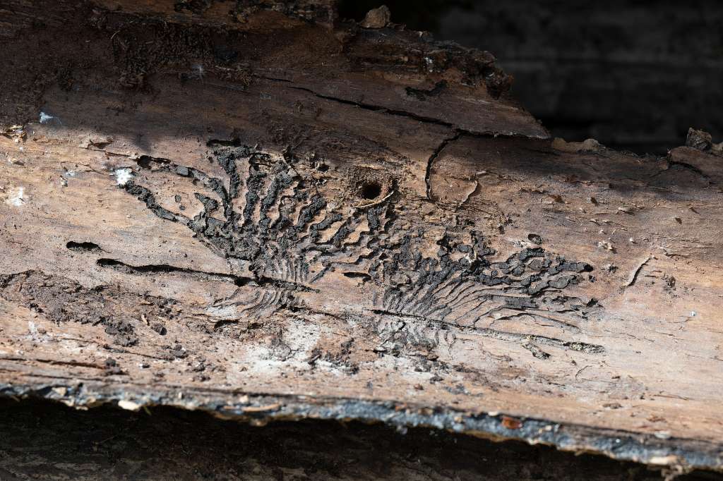Detalle de uno de los troncos de la instalación “Murmullos”.