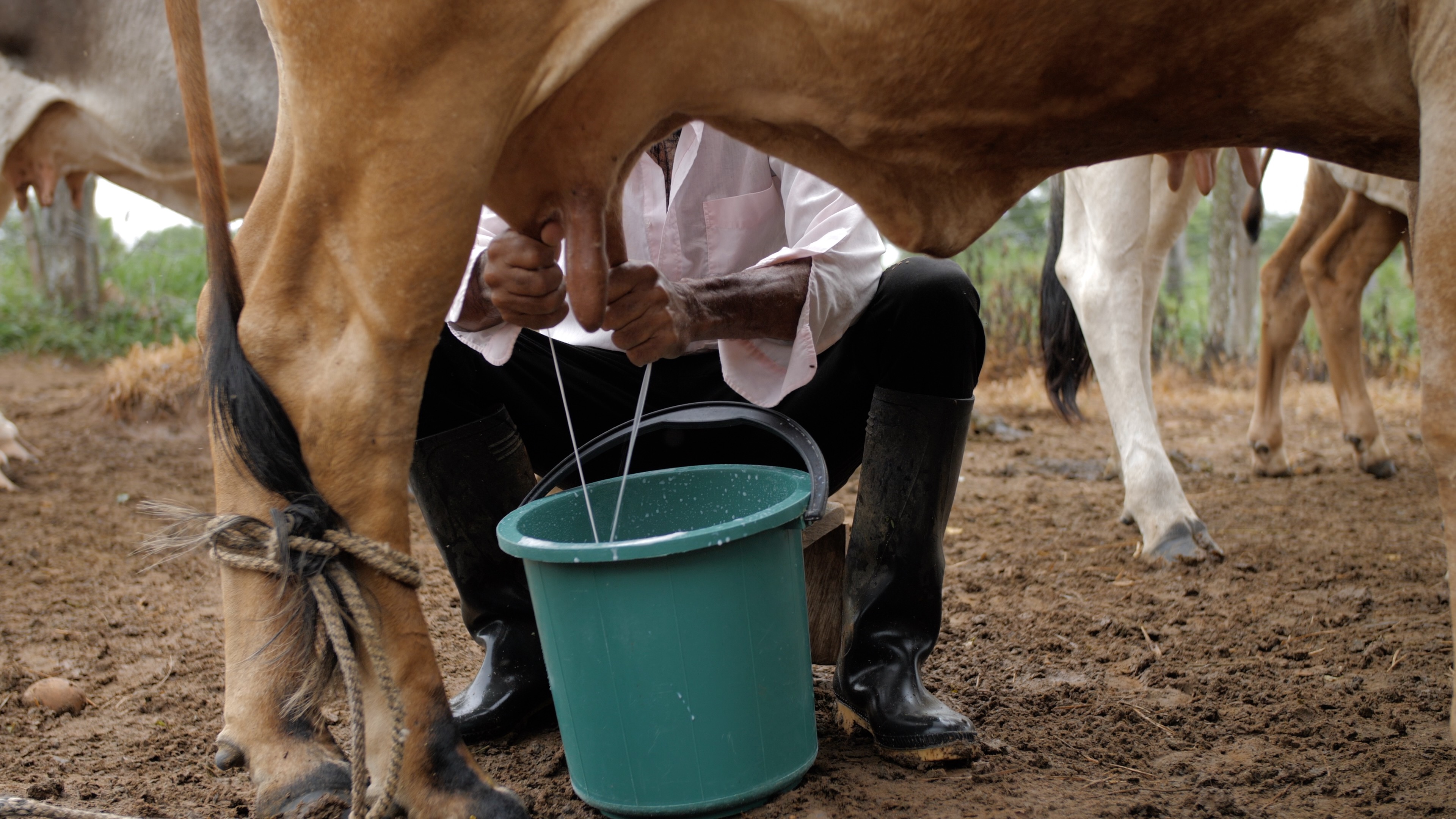 Ordeño en finca de San Juan de Arama (Meta), donde vienen realizándose actividades de ganadería sostenible con pequeños y medianos productores lecheros.