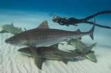 Europa pierde a sus tiburones