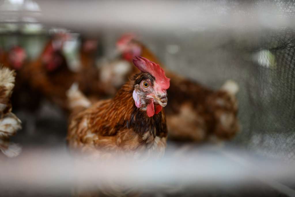 La enfermedad de Newcastle afecta a las aves, incluso a las de corral, como pollos y gallinas. / Cortesía Ministerio de Agricultura.