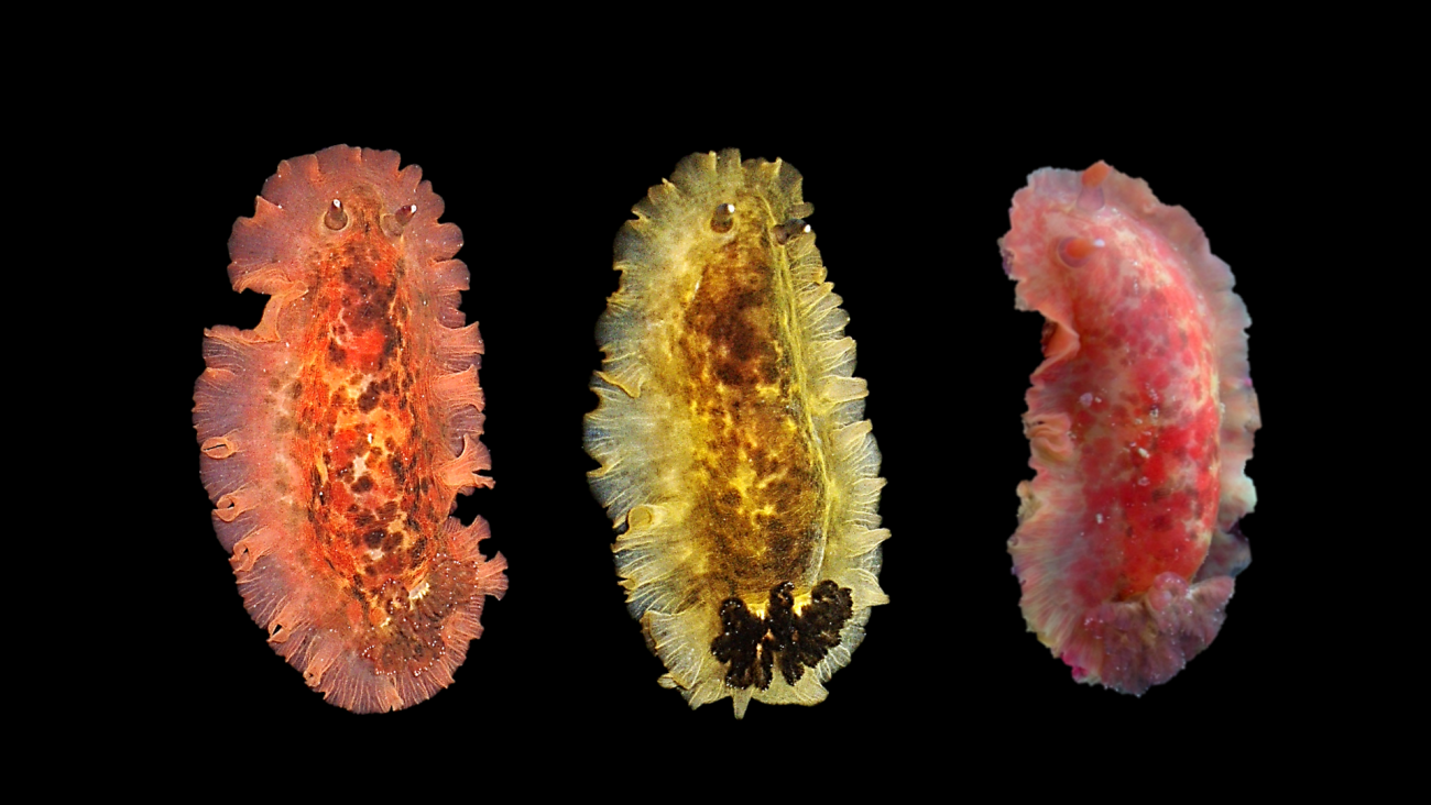 as diferencias de Dendrodoris temarana respecto a otros moluscos como Dendrodoris grandiflora son imperceptibles para el ojo humano