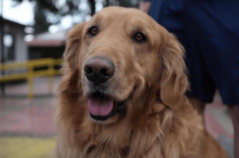 Si vive en la localidad de San Cristóbal y tiene mascotas, esto le interesa