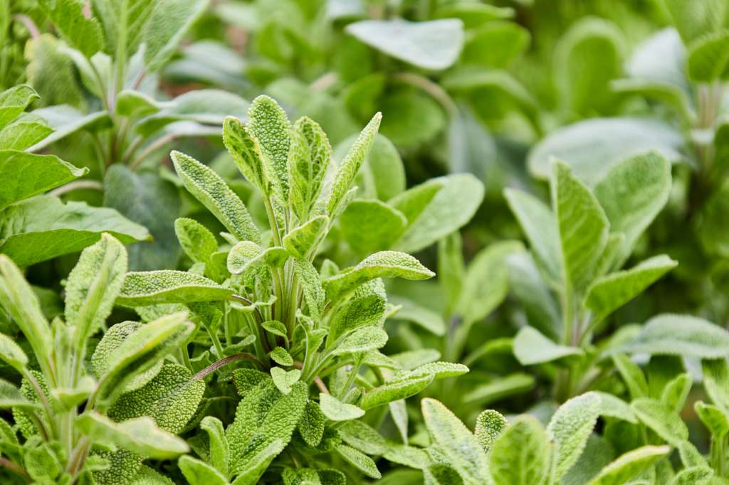 Imagen en plano cerrado de plantas de salvia en un jardín exterior.