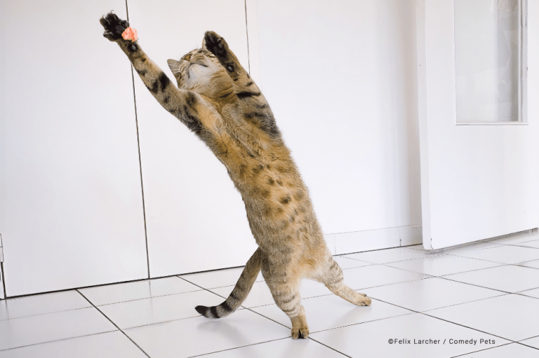 "Nos divertimos jugando con nuestro gato Bidule, ¡con un papel de balón!", escribió el fotógrafo sobre la imagen.