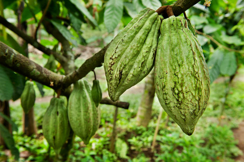 Los proyectos de investigación dirigidos a productos como cacao y panela serán los más beneficiados. Todo el sector agropecuario contará con $81.000 millones. / Archivo