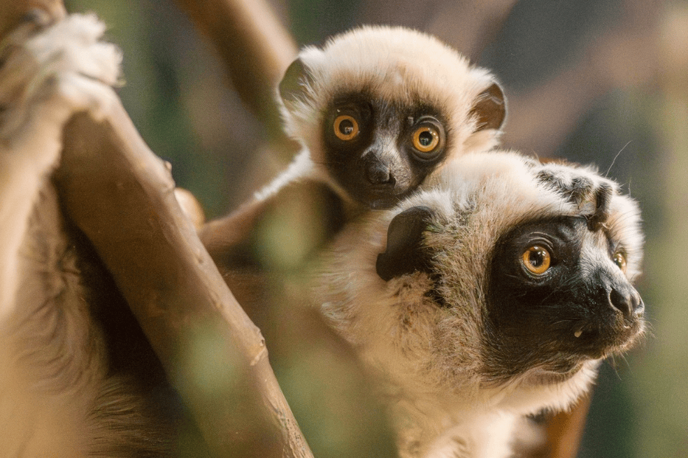 Lémur sifaka de Coquerel.