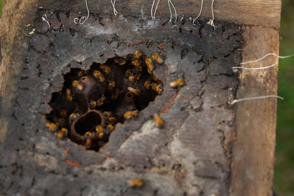 Ubency tiene entre sus colmenas seis especies de abejas meliponas diferentes.