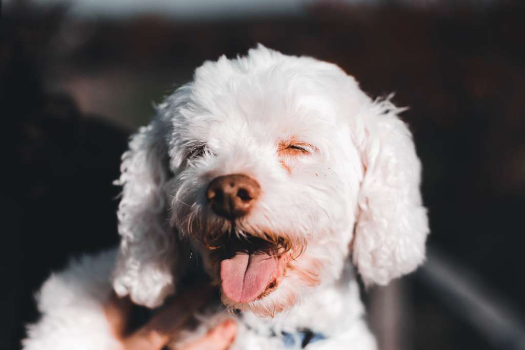 Perros albinos: características y cuidados de estas mascotas