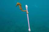 Recrear sonidos del océano con desechos plásticos, la campaña de Nat Geo para tomar conciencia
