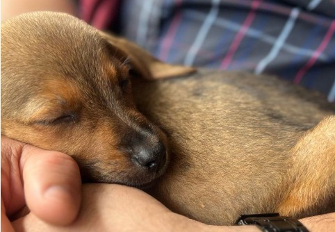 Cita a ciegas con perros rescatados impulsa adopciones en Manizales (video)