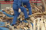 Singapur destruye 7,9 toneladas de marfil del contrabando