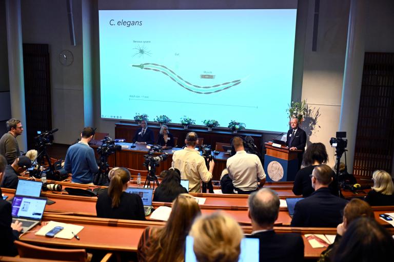 Así fue como el estudio de un gusano llevó a dos científicos a ganar el Nobel de Medicina