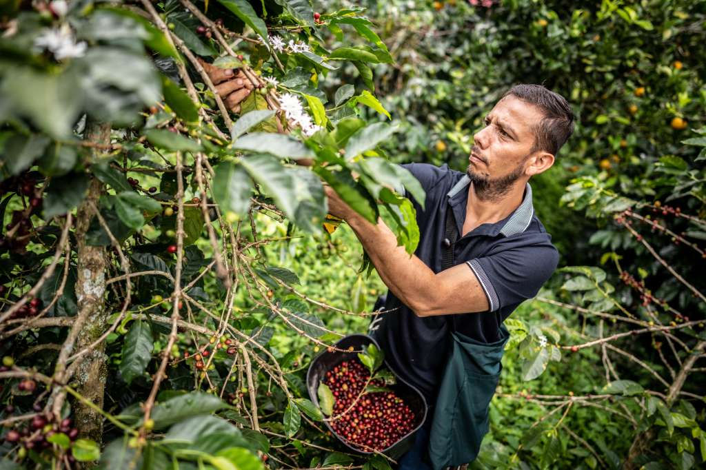 El café colombiano que llega a Estados Unidos representa 40 % de las exportaciones.