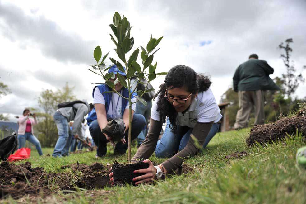 Las soluciones basadas en la naturaleza son acciones para proteger, restaurar y gestionar de forma sostenible los ecosistemas naturales. La reforestación es una de ellas.  / David Campuzano - El Espectador