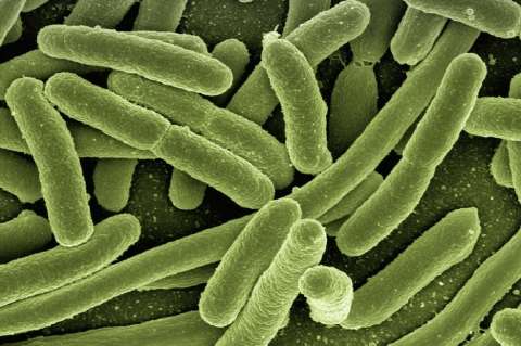 Estados Unidos vuelve a permitir experimentos con virus letales